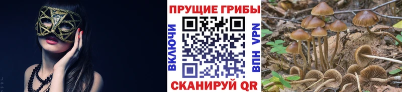 Галлюциногенные грибы Psilocybe  Шадринск 